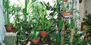 Выращивание тропических растений из семян в домашних условиях