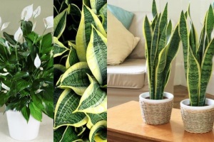 Ядовитые комнатные растения - самый полный список