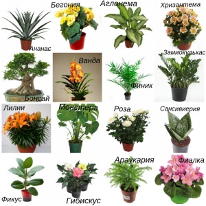Натуральные удобрения для комнатных растений
